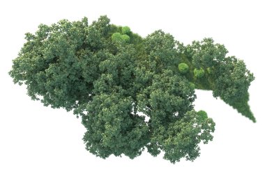 Beyaz arka planda ağaçların olduğu ormanın manzarası