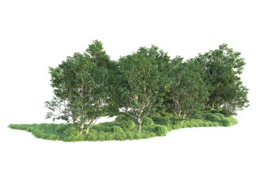 Beyaz arka planda ağaçların olduğu ormanın manzarası