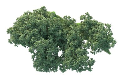 Beyaz arka planda ağaçların olduğu ormanın manzarası