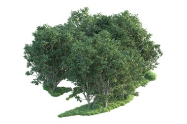 Beyaz arka planda ağaçların olduğu ormanın manzarası