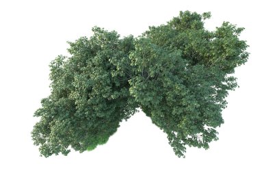 Beyaz arka planda ağaçların olduğu ormanın manzarası