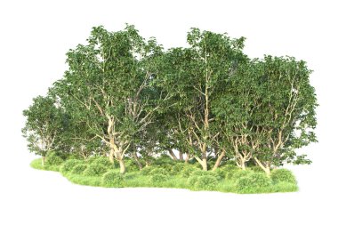 Beyaz arka planda ağaçların olduğu ormanın manzarası