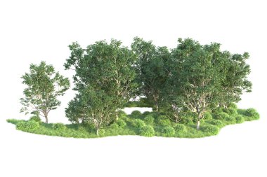 Beyaz arka planda ağaçların olduğu ormanın manzarası