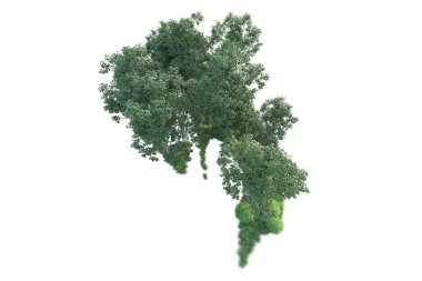 Beyaz arka planda ağaçların olduğu ormanın manzarası