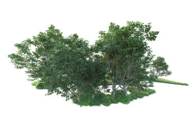 Beyaz arka planda ağaçların olduğu ormanın manzarası