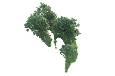 Beyaz arka planda ağaçların olduğu ormanın manzarası