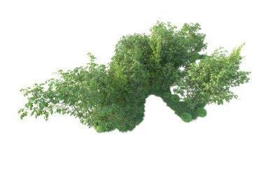 Beyaz arka planda ağaçların olduğu ormanın manzarası