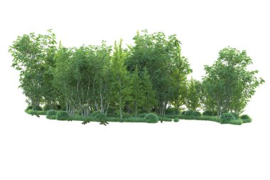 Beyaz arka planda ağaçların olduğu ormanın manzarası