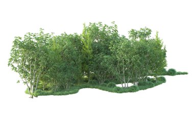 Beyaz arka planda ağaçların olduğu ormanın manzarası