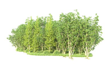 Beyaz arka planda ağaçların olduğu ormanın manzarası