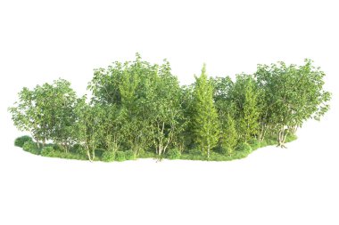 Beyaz arka planda ağaçların olduğu ormanın manzarası