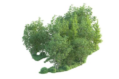 Beyaz arka planda ağaçların olduğu ormanın manzarası