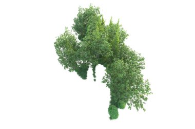 Beyaz arka planda ağaçların olduğu ormanın manzarası