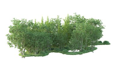 Beyaz arka planda ağaçların olduğu ormanın manzarası