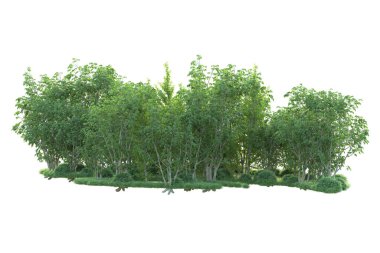 Beyaz arka planda ağaçların olduğu ormanın manzarası