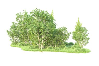 Beyaz arka planda ağaçların olduğu ormanın manzarası