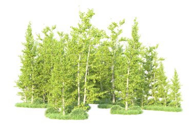 Beyaz arka planda ağaçların olduğu ormanın manzarası