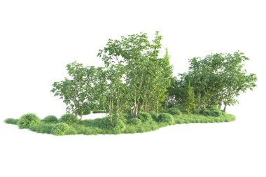 Beyaz arka planda ağaçların olduğu ormanın manzarası