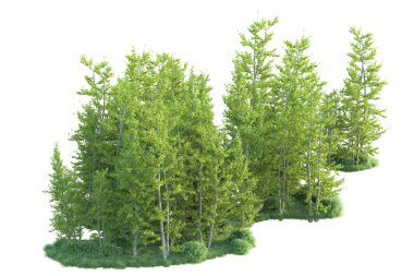 Beyaz arka planda ağaçların olduğu ormanın manzarası