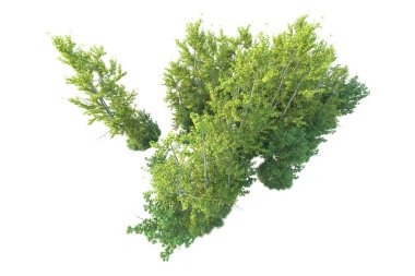 Orman ıssız. Afişler, posterler ya da fotoğraf manipülasyonları için kullanışlı bir görüntü. 3d oluşturma.