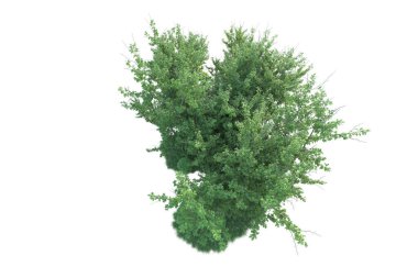 Orman ıssız. Afişler, posterler ya da fotoğraf manipülasyonları için kullanışlı bir görüntü. 3d oluşturma.