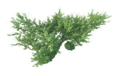 Orman ıssız. Afişler, posterler ya da fotoğraf manipülasyonları için kullanışlı bir görüntü. 3d oluşturma.