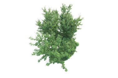 Orman ıssız. Afişler, posterler ya da fotoğraf manipülasyonları için kullanışlı bir görüntü. 3d oluşturma.