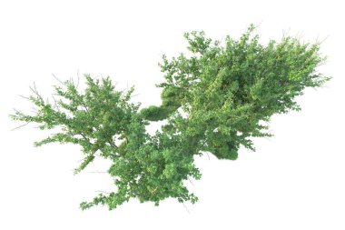 Orman ıssız. Afişler, posterler ya da fotoğraf manipülasyonları için kullanışlı bir görüntü. 3d oluşturma.