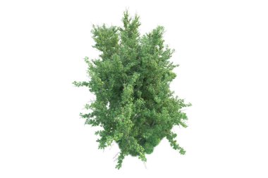 Orman ıssız. Afişler, posterler ya da fotoğraf manipülasyonları için kullanışlı bir görüntü. 3d oluşturma.