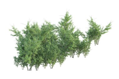 Orman ıssız. Afişler, posterler ya da fotoğraf manipülasyonları için kullanışlı bir görüntü. 3d oluşturma.