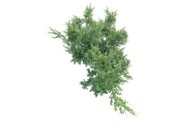 Orman ıssız. Afişler, posterler ya da fotoğraf manipülasyonları için kullanışlı bir görüntü. 3d oluşturma.