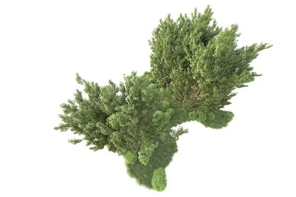 Beyaz arka planda ağaçların olduğu ormanın manzarası