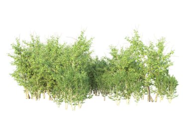 Orman ıssız. Afişler, posterler ya da fotoğraf manipülasyonları için kullanışlı bir görüntü. 3d oluşturma.