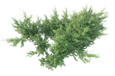 Orman ıssız. Afişler, posterler ya da fotoğraf manipülasyonları için kullanışlı bir görüntü. 3d oluşturma.