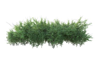 Orman ıssız. Afişler, posterler ya da fotoğraf manipülasyonları için kullanışlı bir görüntü. 3d oluşturma.