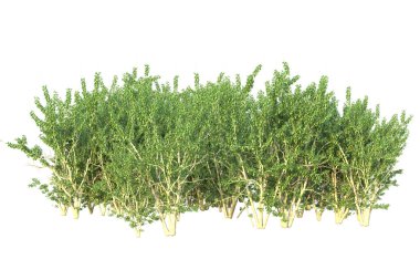 Orman ıssız. Afişler, posterler ya da fotoğraf manipülasyonları için kullanışlı bir görüntü. 3d oluşturma.