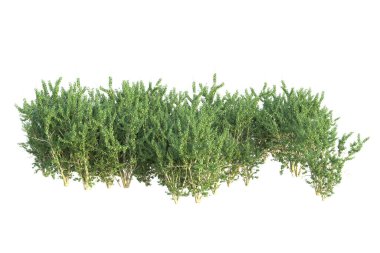 Orman ıssız. Afişler, posterler ya da fotoğraf manipülasyonları için kullanışlı bir görüntü. 3d oluşturma.