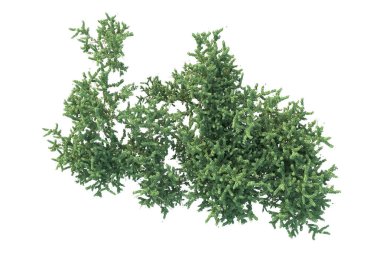 Orman ıssız. Afişler, posterler ya da fotoğraf manipülasyonları için kullanışlı bir görüntü. 3d oluşturma.