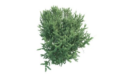 Orman ıssız. Afişler, posterler ya da fotoğraf manipülasyonları için kullanışlı bir görüntü. 3d oluşturma.