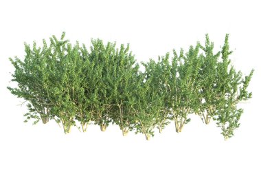 Orman ıssız. Afişler, posterler ya da fotoğraf manipülasyonları için kullanışlı bir görüntü. 3d oluşturma.