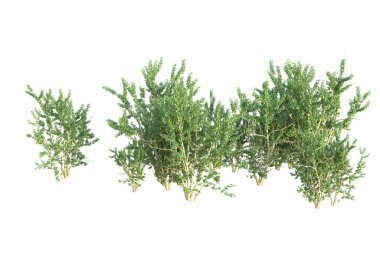 Orman ıssız. Afişler, posterler ya da fotoğraf manipülasyonları için kullanışlı bir görüntü. 3d oluşturma.