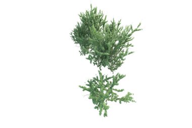 Orman ıssız. Afişler, posterler ya da fotoğraf manipülasyonları için kullanışlı bir görüntü. 3d oluşturma.