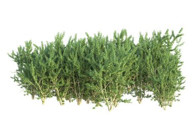 Orman ıssız. Afişler, posterler ya da fotoğraf manipülasyonları için kullanışlı bir görüntü. 3d oluşturma.