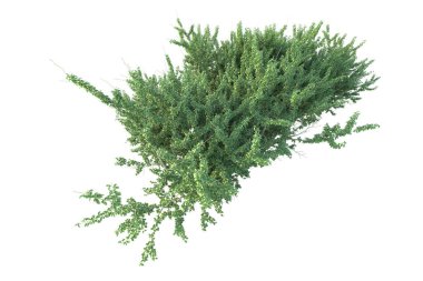 Orman ıssız. Afişler, posterler ya da fotoğraf manipülasyonları için kullanışlı bir görüntü. 3d oluşturma.