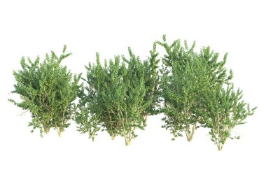 Orman ıssız. Afişler, posterler ya da fotoğraf manipülasyonları için kullanışlı bir görüntü. 3d oluşturma.