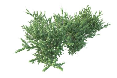 Orman ıssız. Afişler, posterler ya da fotoğraf manipülasyonları için kullanışlı bir görüntü. 3d oluşturma.