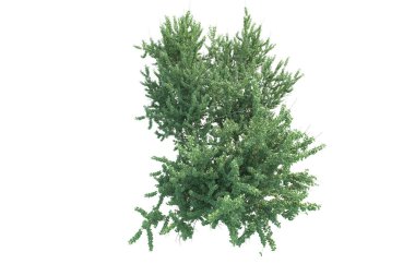 Orman ıssız. Afişler, posterler ya da fotoğraf manipülasyonları için kullanışlı bir görüntü. 3d oluşturma.