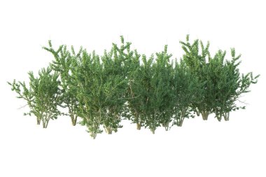 Orman ıssız. Afişler, posterler ya da fotoğraf manipülasyonları için kullanışlı bir görüntü. 3d oluşturma.