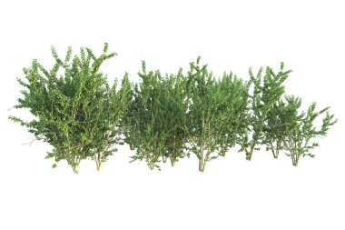 Orman ıssız. Afişler, posterler ya da fotoğraf manipülasyonları için kullanışlı bir görüntü. 3d oluşturma.