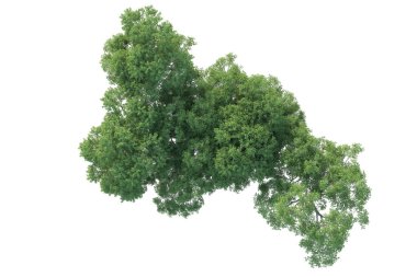 Orman ıssız. Afişler, posterler ya da fotoğraf manipülasyonları için kullanışlı bir görüntü. 3d oluşturma.